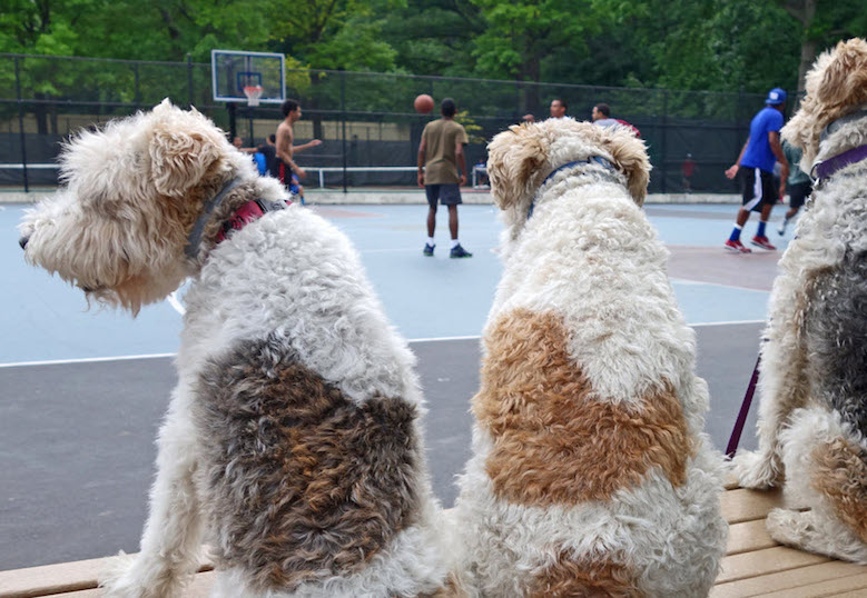 Dogs watching b-ball on playground